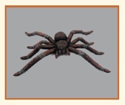 Ceramic spider sculpture by Naomi Beltran